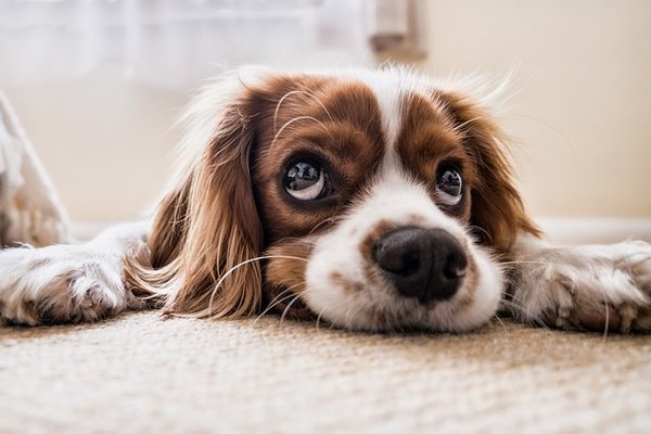 3 conseils pour aider votre chien à retrouver l'appétit