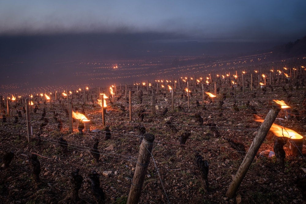 Séjourner dans un vignoble : une expérience unique pour les œnophiles